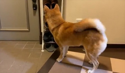 お父さんお母さんの帰宅がうれしい柴犬さん