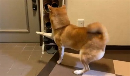 お父さんお母さんの帰宅がうれしい柴犬さん