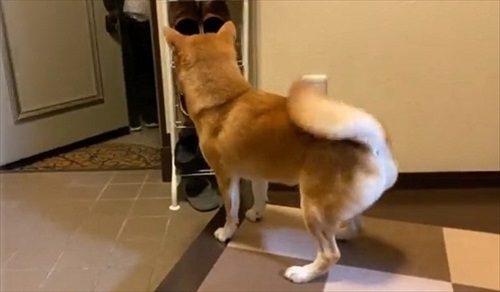 お父さんお母さんの帰宅がうれしい柴犬さん