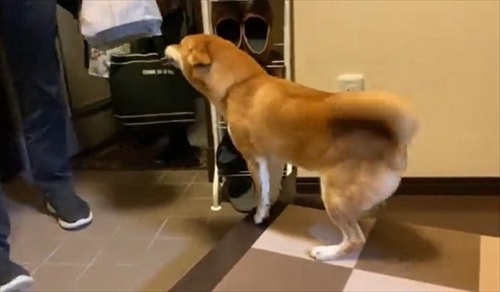 お父さんお母さんの帰宅がうれしい柴犬さん