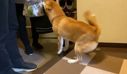 お父さんお母さんの帰宅がうれしい柴犬さん