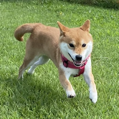 お父さんお母さんの帰宅がうれしい柴犬さん