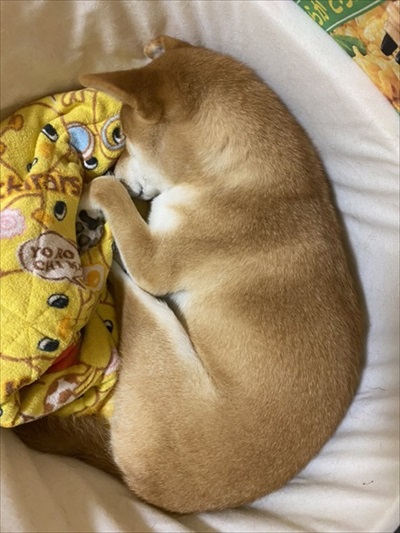 お父さんお母さんの帰宅がうれしい柴犬さん