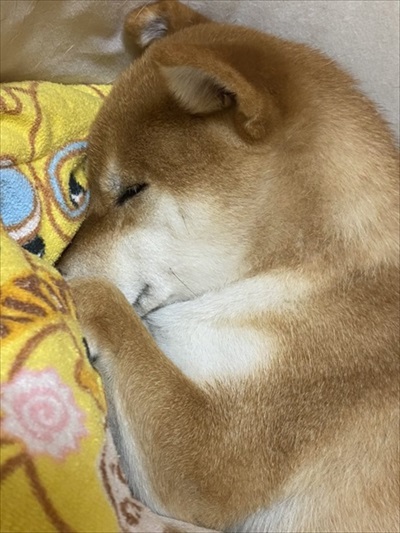 お父さんお母さんの帰宅がうれしい柴犬さん