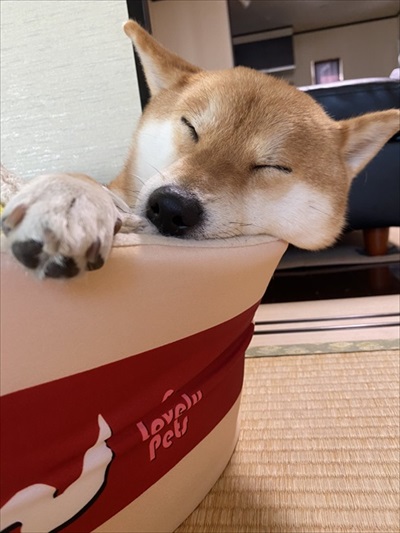 お父さんお母さんの帰宅がうれしい柴犬さん