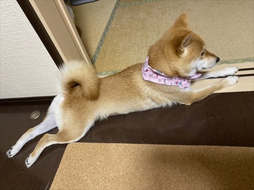 お父さんお母さんの帰宅がうれしい柴犬さん