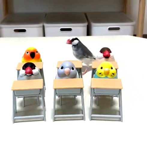 席に着く 文鳥 学校 着席 ミニチュア