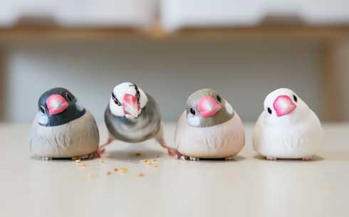 席に着く 文鳥 学校 着席 ミニチュア