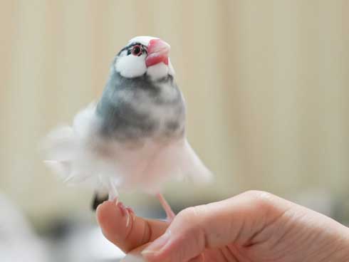 席に着く 文鳥 学校 着席 ミニチュア