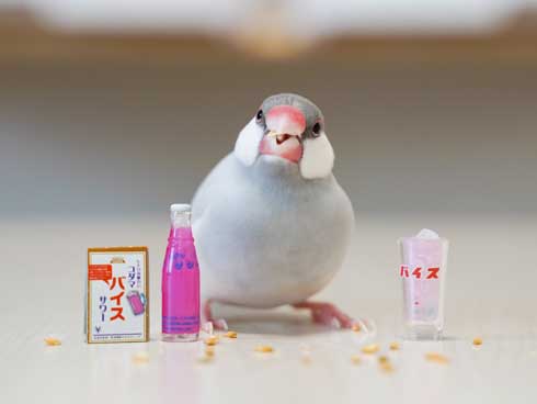 席に着く 文鳥 学校 着席 ミニチュア