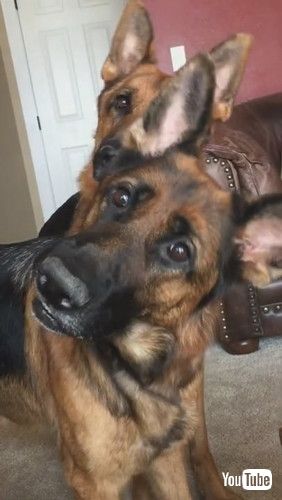 「Synchronized Head Tilts By Handsome Shepherds || ViralHog」
