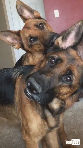 「Synchronized Head Tilts By Handsome Shepherds || ViralHog」