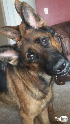 「Synchronized Head Tilts By Handsome Shepherds || ViralHog」