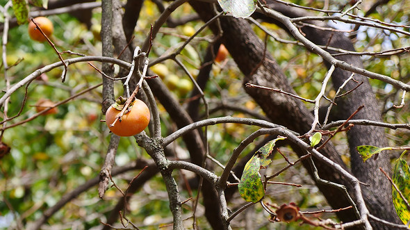 【PR】ダイドードリンコ「Smile STAND」 Smile Walk企画