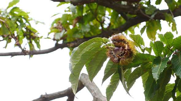 【PR】ダイドードリンコ「Smile STAND」 Smile Walk企画