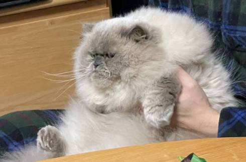 猫 ゆめちゃん ヒマラヤン まんじゅう