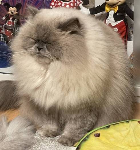 猫 ゆめちゃん ヒマラヤン まんじゅう