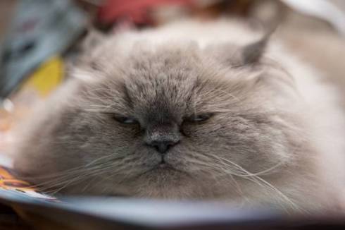 猫 ゆめちゃん ヒマラヤン まんじゅう