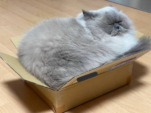 猫 ゆめちゃん ヒマラヤン まんじゅう