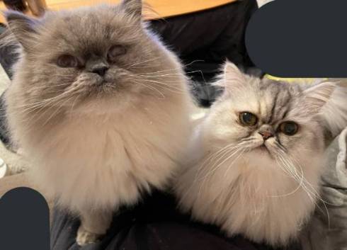 猫 ゆめちゃん ヒマラヤン まんじゅう