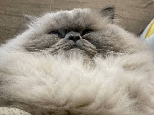 猫 ゆめちゃん ヒマラヤン まんじゅう