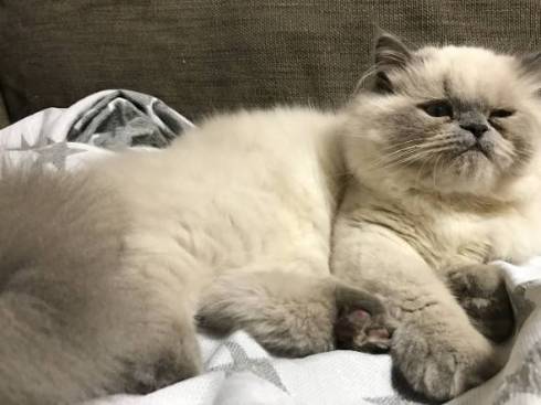 猫 ゆめちゃん ヒマラヤン まんじゅう