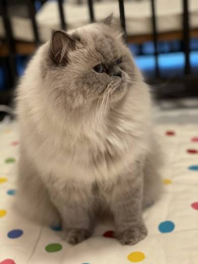 猫 ゆめちゃん ヒマラヤン まんじゅう