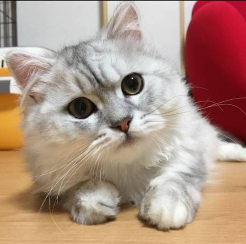 猫 ゆめちゃん ヒマラヤン まんじゅう
