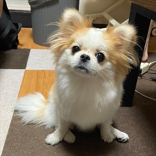 遊んでもらえると勘違いするワンちゃん