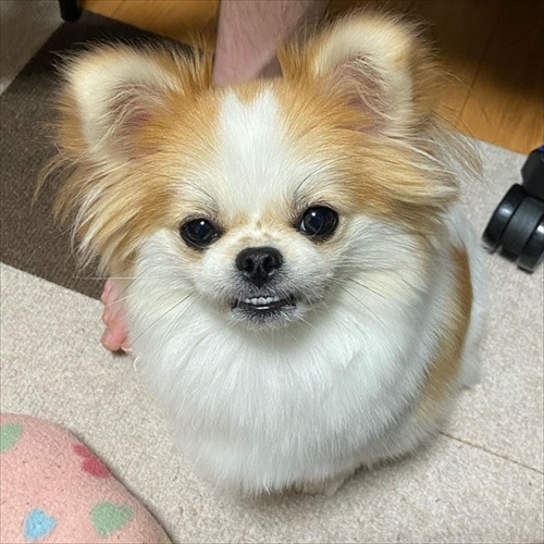 遊んでもらえると勘違いするワンちゃん