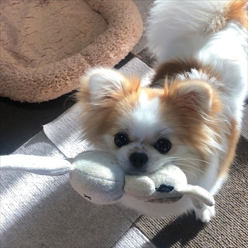 遊んでもらえると勘違いするワンちゃん