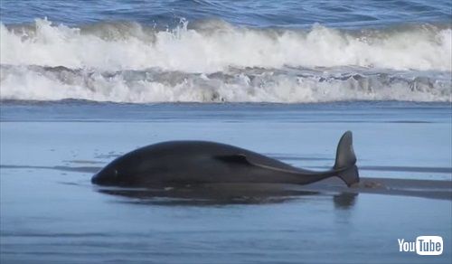 打ち上げられたイルカを助ける女性