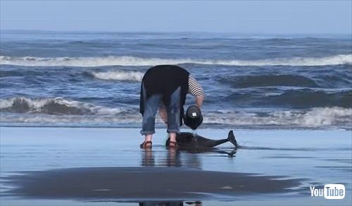 打ち上げられたイルカを助ける女性