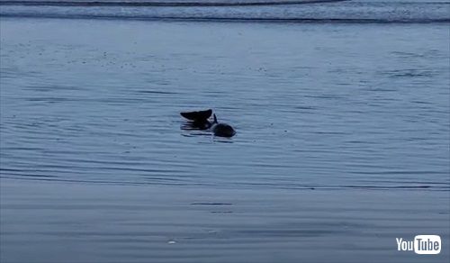 打ち上げられたイルカを助ける女性