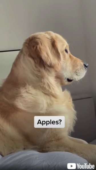 「チキン」の言葉にだけ反応する犬