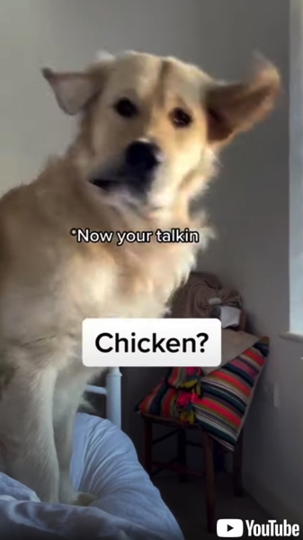 「チキン」の言葉にだけ反応する犬