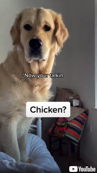 「チキン」の言葉にだけ反応する犬