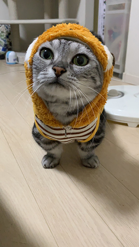 かぶりもの猫ちゃん
