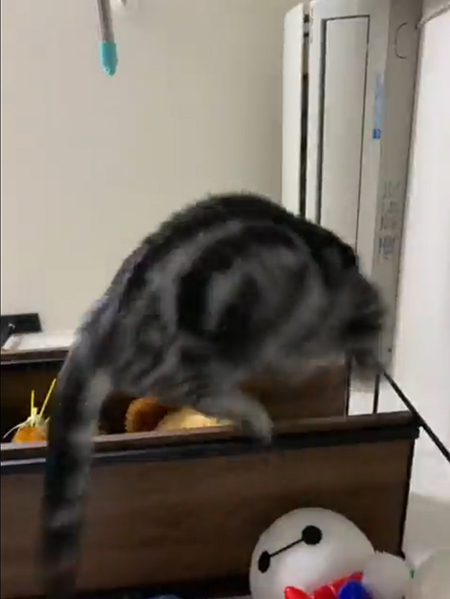 動画ぶつかる直前