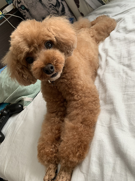 ふせトイプードルさん