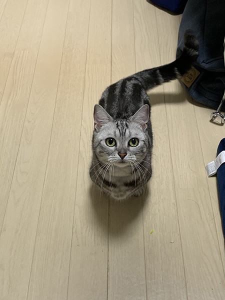 上目づかい猫ちゃん