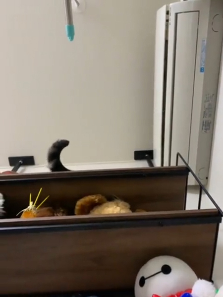 動画スタートしっぽ