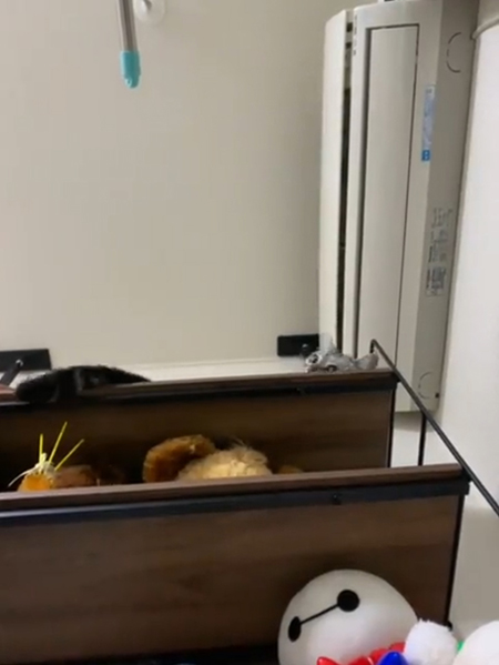 動画ちらっと除く猫ちゃん