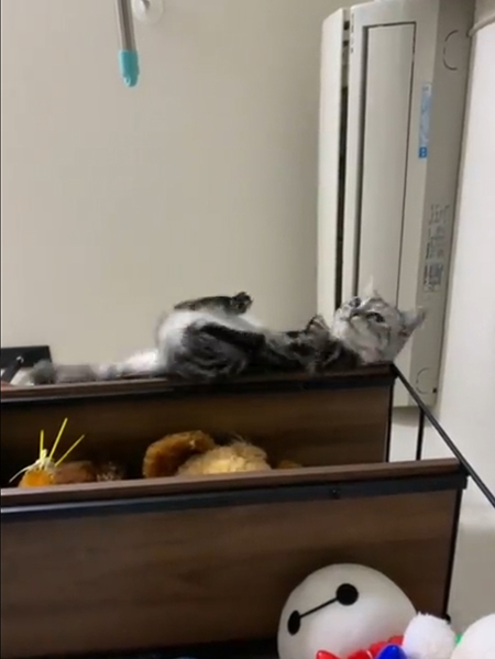 動画落ちゆく猫ちゃん