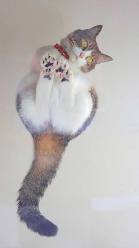 猫 香箱座り 裏側 肉球 見晴し台