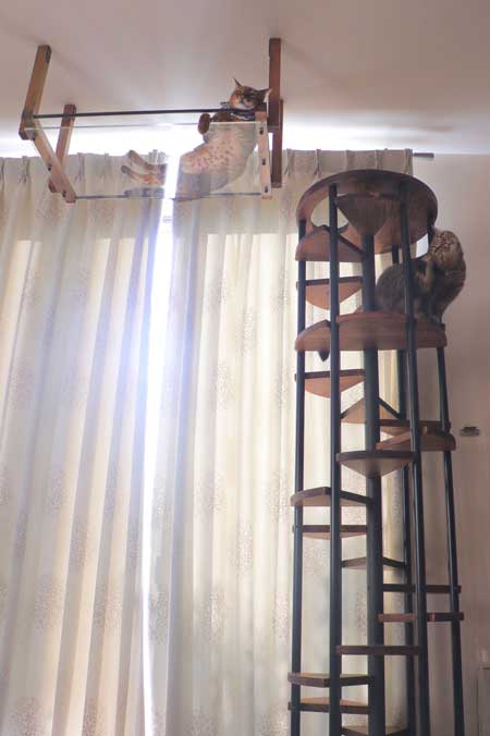 猫 香箱座り 裏側 肉球 見晴し台