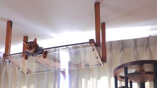 猫 香箱座り 裏側 肉球 見晴し台