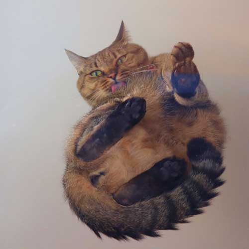 猫 香箱座り 裏側 肉球 見晴し台