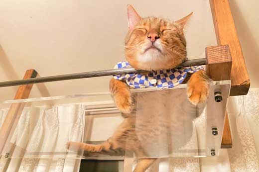 猫 香箱座り 裏側 肉球 見晴し台