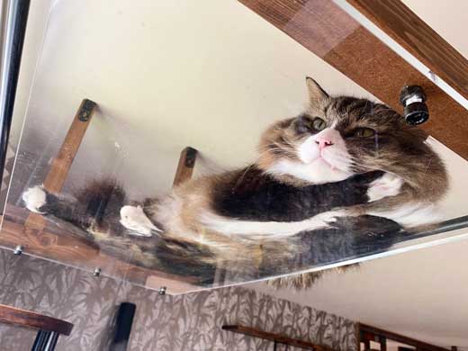 猫 香箱座り 裏側 肉球 見晴し台